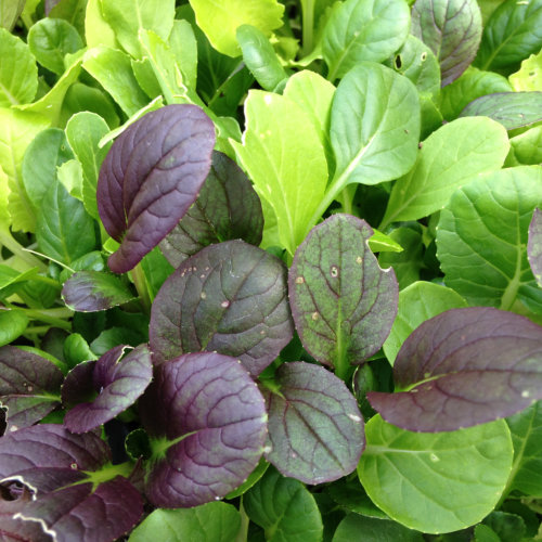 Salad Leaves Pak Choi Colour Crunch